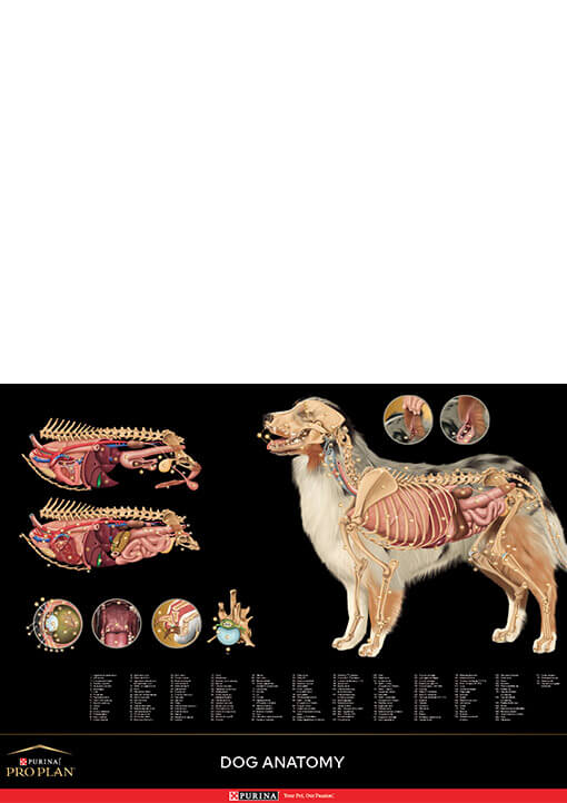 Canine Anatomic Poster