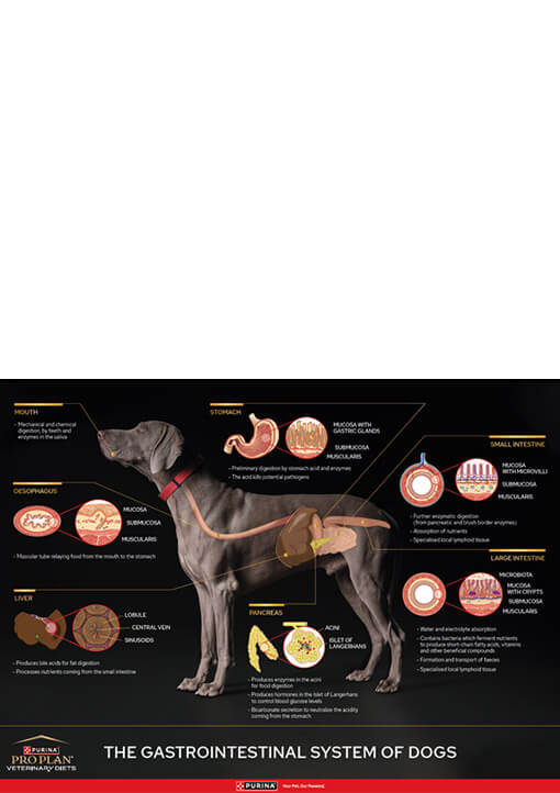 Canine GI Poster