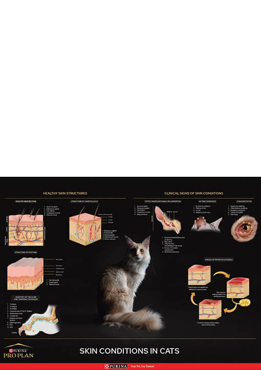 Feline Derma Poster