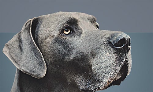 Middellange keten triglyceriden (MCT's) in huisdiervoeding