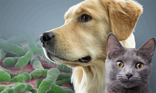 Meer dan een maaltijd: Purina's Microbiome Wetenschap in de praktijk