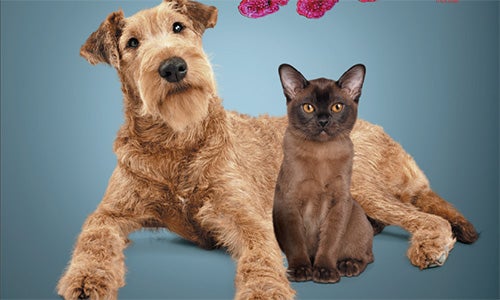 Prebiotica: Effecten op gastro-intestinale en gastheer gezondheid