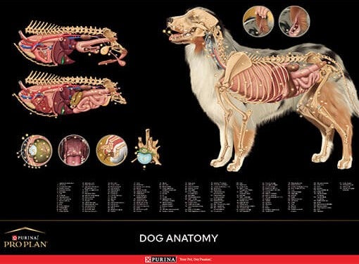 Anatomische poster van de hond