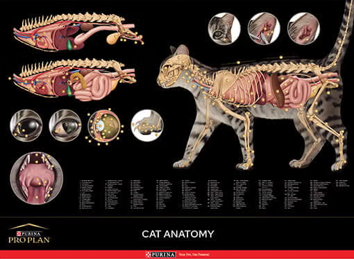Anatomische poster van de kat