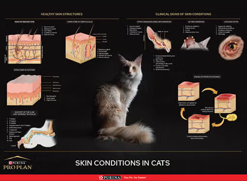 Dermatologische poster van de kat
