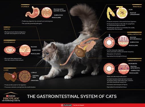 Gastro-intestinale poster van de kat