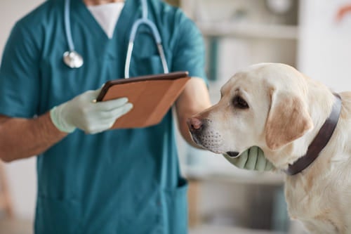 Dierenarts controleert een hond tijdens een onderzoek