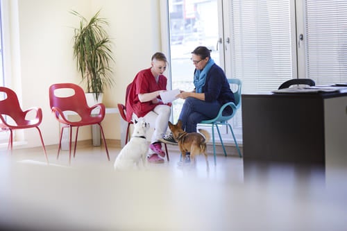 Huisdiereigenaar bespreekt documenten met een medewerker in de wachtkamer van een dierenkliniek