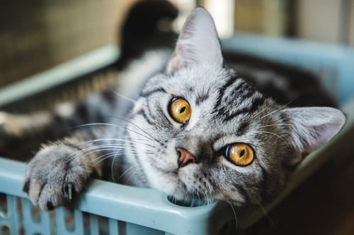 Kat ligt in een mand en kijkt naar de camera