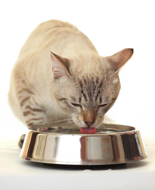 Kat eet uit een voerbak
