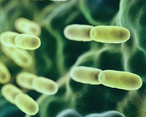 Microscopische weergave van bacteriën