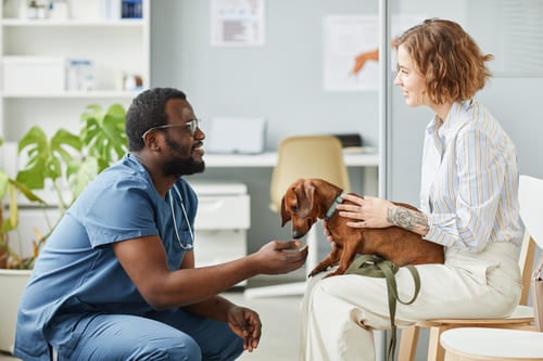 Dierenarts onderzoekt een kleine hond tijdens een consult in de dierenkliniek