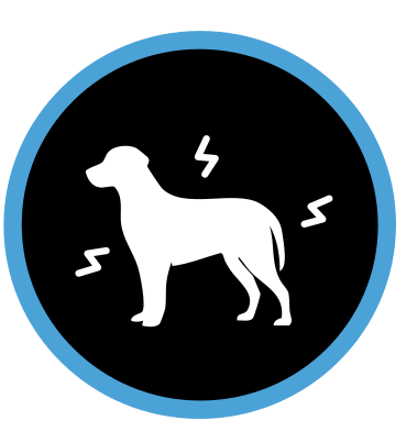 Bewezen dat het honden helpt beter om te gaan met externe stressfactoren