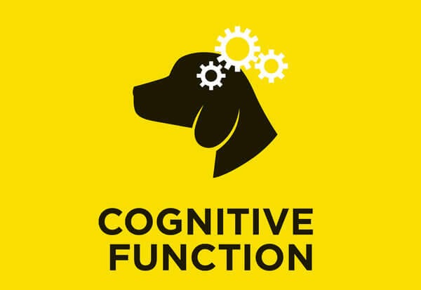 Cognitieve functie