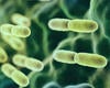 Microscopische weergave van bacteriën