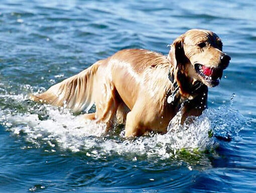 Met voedingsstoffen verrijkt water