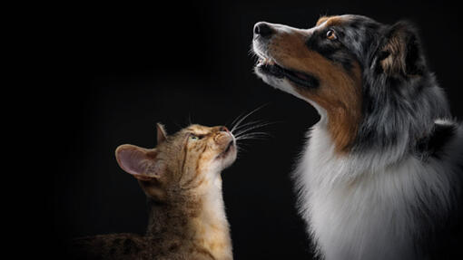 Ontdek het complete assortiment PRO PLAN®-producten